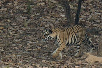 tiger